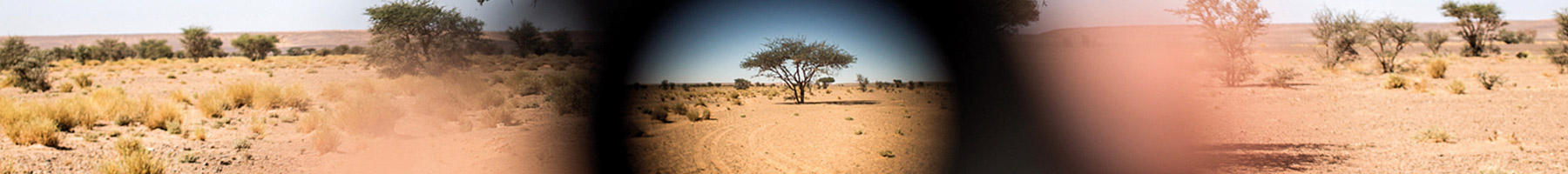 trees in the Sahara desert