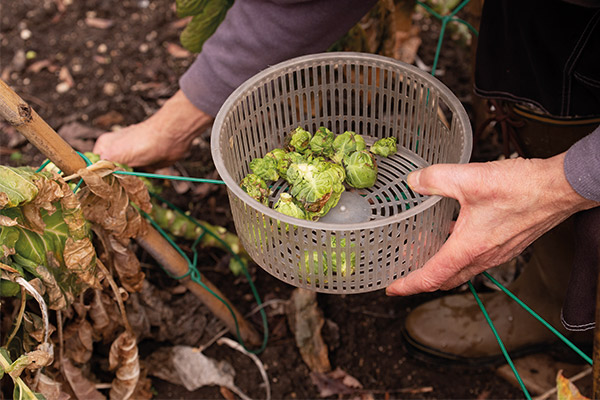 a woman picking brussel sprouts