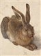 illustration of a hare by Albrecht Dürer