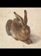 illustration of a hare by Albrecht Dürer