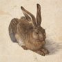 illustration of a hare by Albrecht Dürer