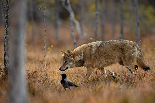 Wolf in autumn