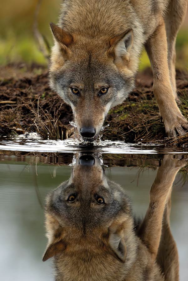 Wolf and reflection