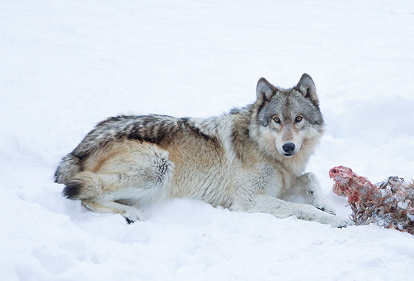 Wolf feeding