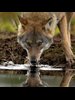 Meeting the Wolf