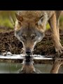 Meeting the Wolf