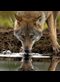 Meeting the Wolf