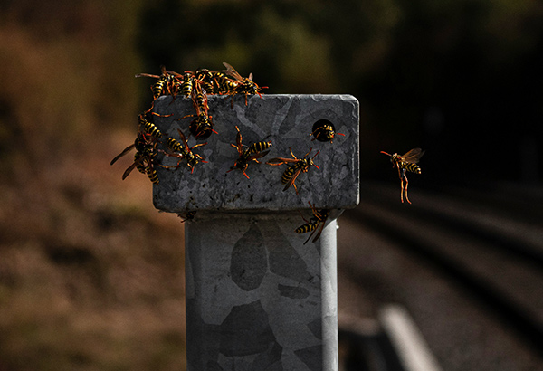 yellow jackets climbing on a metal guardrail