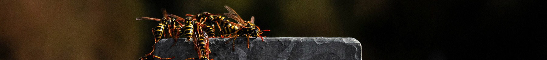 yellow jackets climbing on a metal guardrail