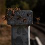 yellow jackets climbing on a metal guardrail