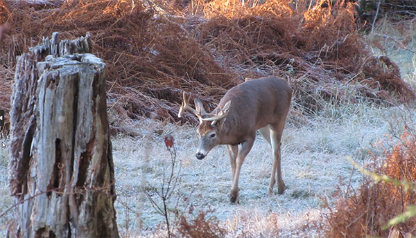 A deer waiting to be shot