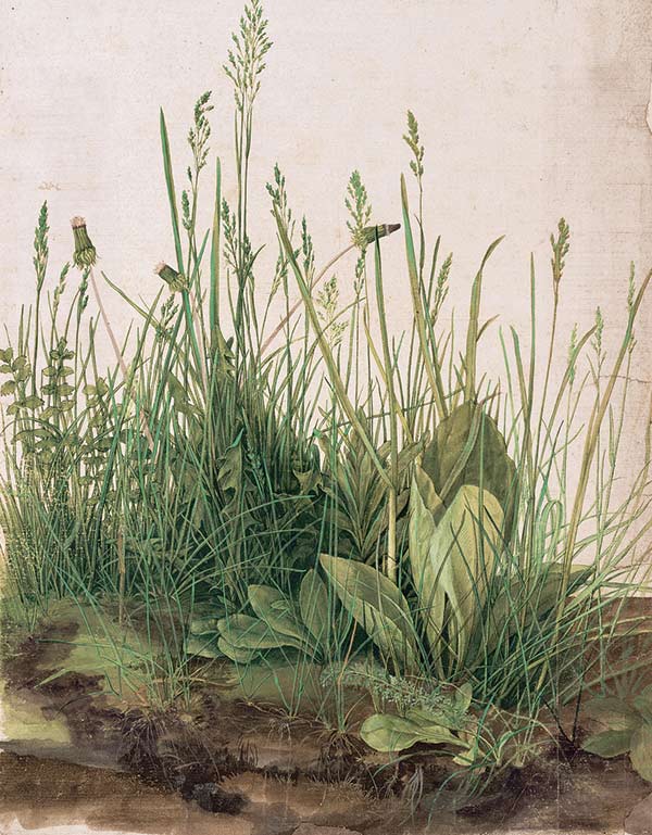 The Great Piece of Turf by Albrecht Dürer