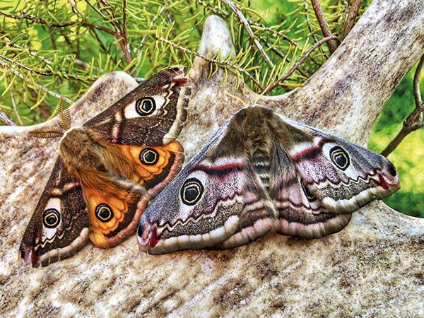 Emperor moth pair on a fallow deer antler.