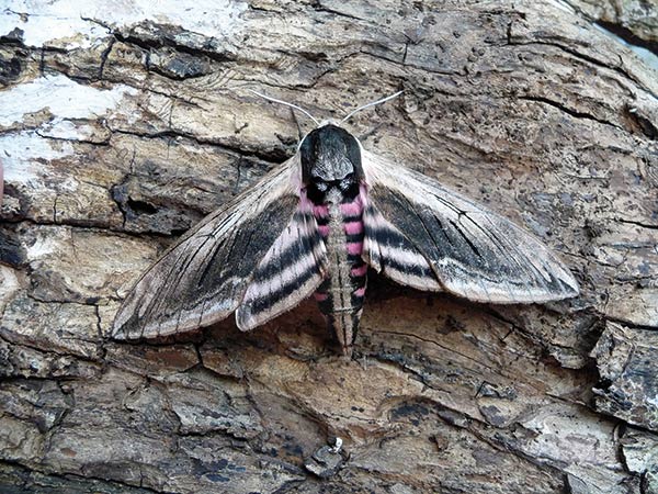 Privet hawk moth