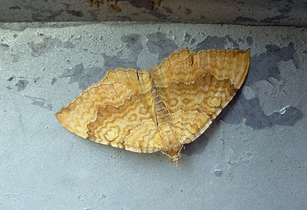 Yellow shell moth