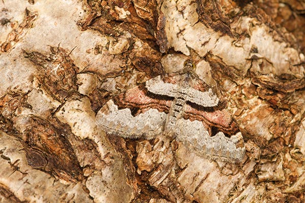 Flame carpet moth