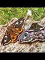 The Wonder of Moths