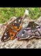 The Wonder of Moths