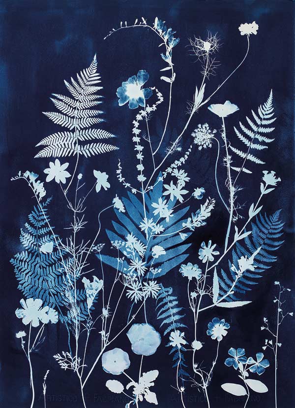 Artwork of flowers and ferns by Julia Whitney Barnes