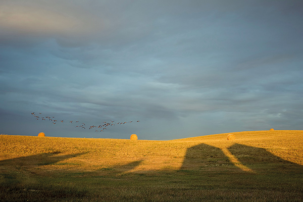 Canada geese fly over a southern Saskatchewan grain field