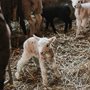 Lambing Season