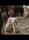 Lambing Season