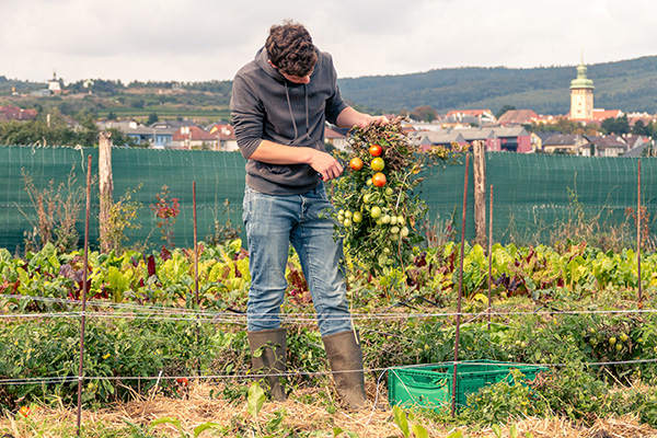 Tomaten werden im Herbst zum letzten Mal geerntet.
