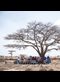 people sitting under a bare tree