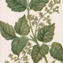 painting of a plant