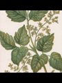 painting of a plant