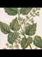 painting of a plant