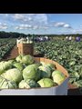 cabbage harvest