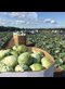 cabbage harvest
