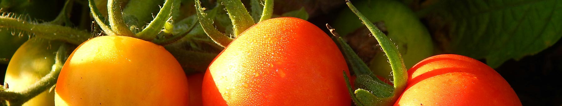 red tomatoes on a vine