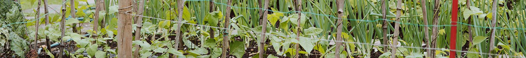 vegetable garden
