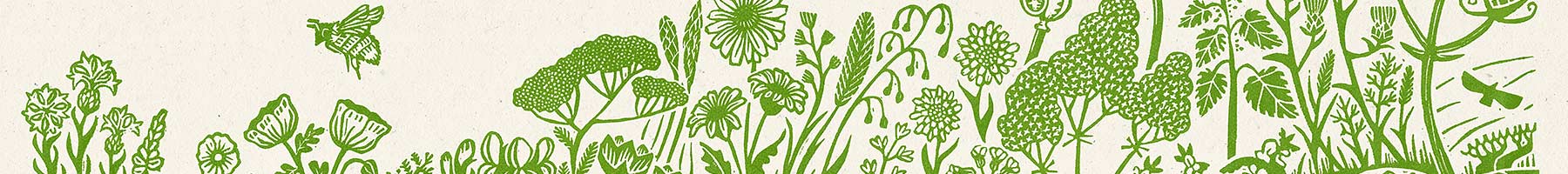 illustration of meadow grasses