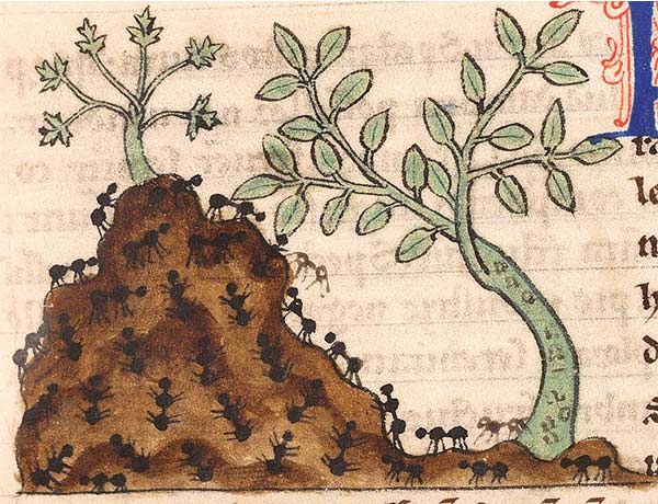 medieval illustration of an anthill