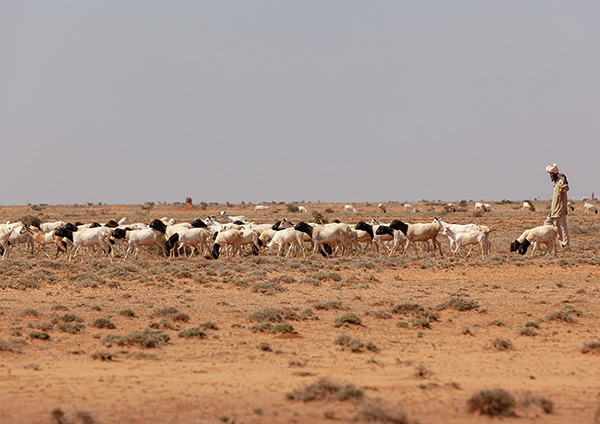 a Somali goat herder