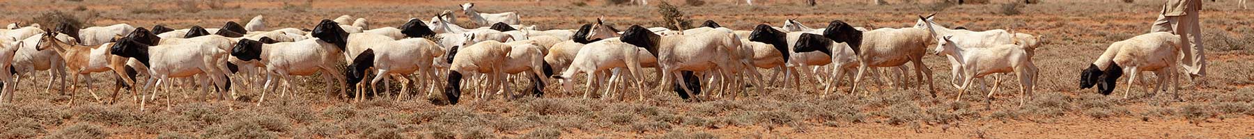 a Somali goat herder