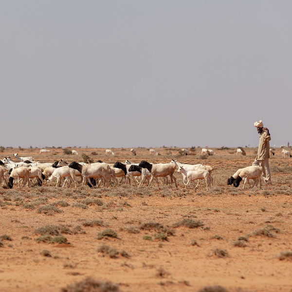 a Somali goat herder