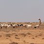 a Somali goat herder