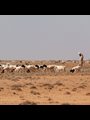 a Somali goat herder