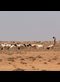 a Somali goat herder