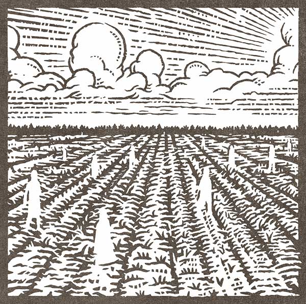 illustration of field