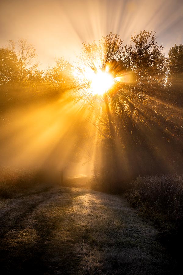 Sunrise over frost covered woods