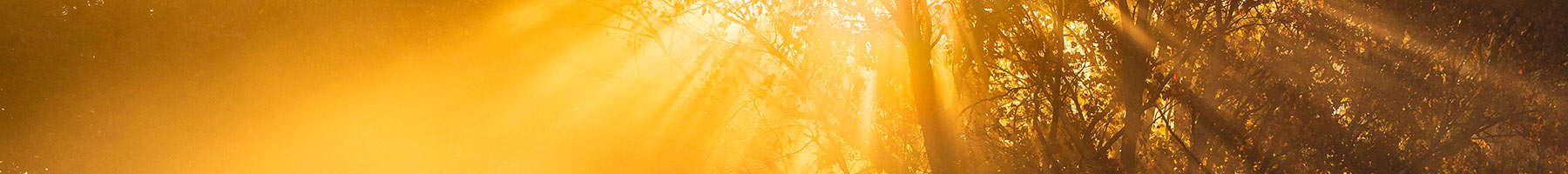 Sunrise over frost covered woods