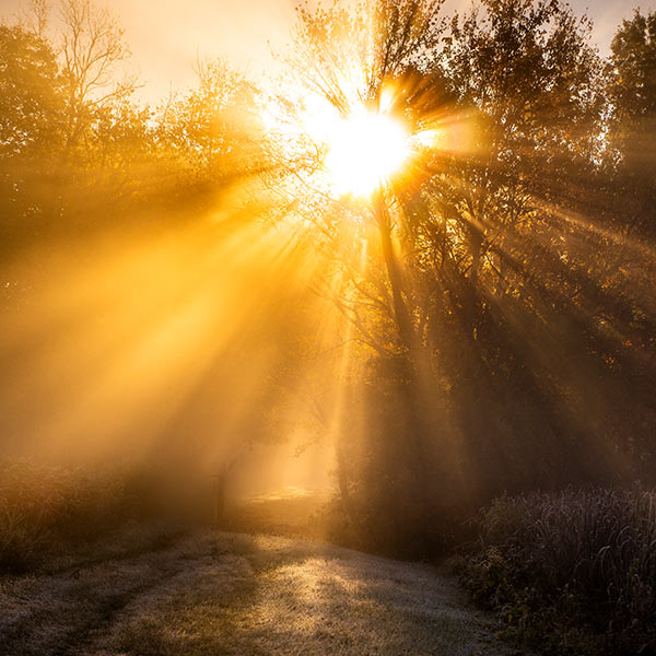 Sunrise over frost covered woods