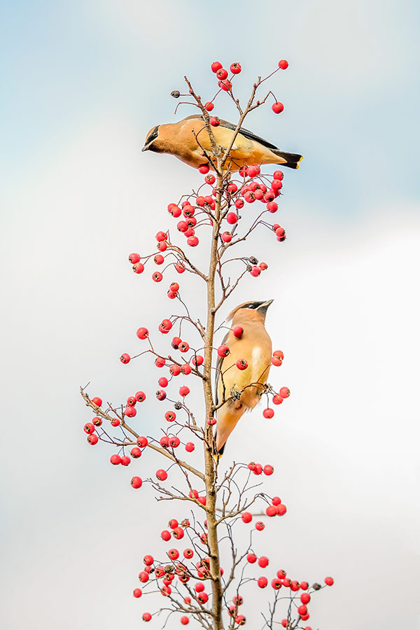 cedar waxwings eating red berries