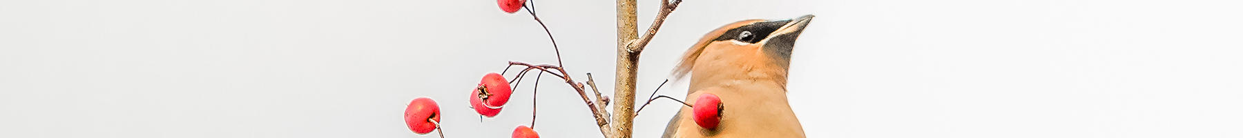 cedar waxwing eating red berries