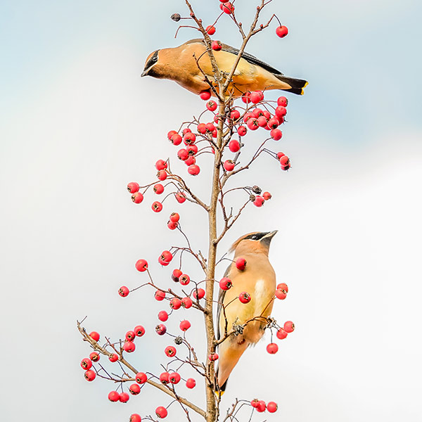 cedar waxwings eating red berries
